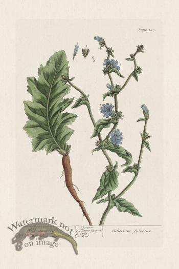 BEE 183 Wild Succory